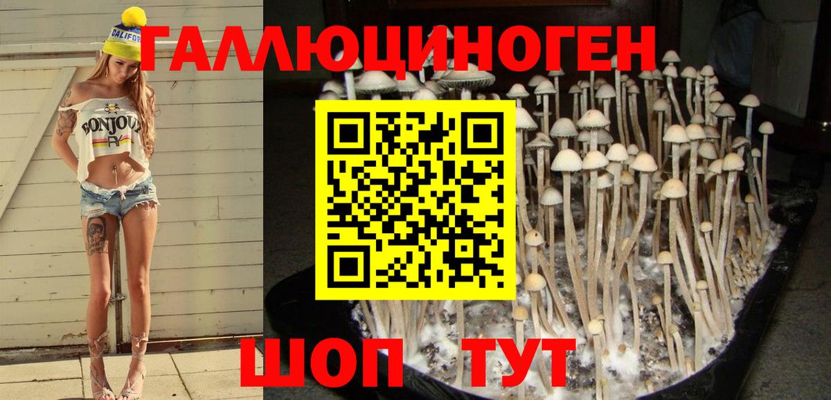 Галлюциногенные грибы Cubensis Осинники